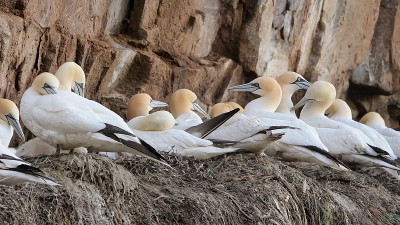 挪威北塘鹅的殖民地。北塘鹅(Morus bassanus)是一种海鸟，是塘鹅科苏里科最大的成员