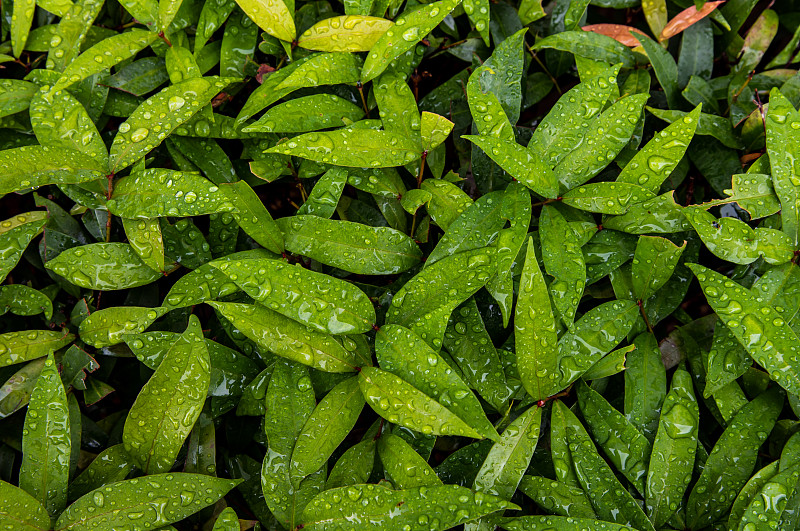 雨后红叶石楠上的水滴。