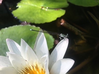 莲花上的蜻蜓