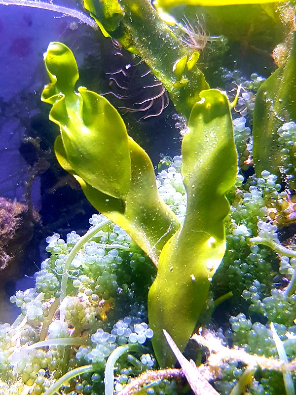 海水珊瑚礁水族箱避难系统中的珊瑚藻