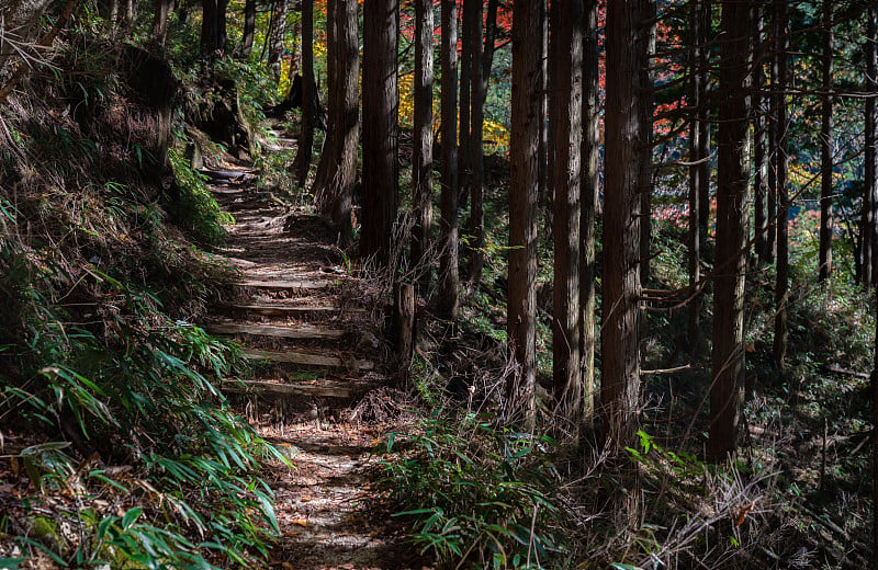 自然森林和山路的形象