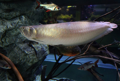水族缸银龙鱼、双棱龙骨