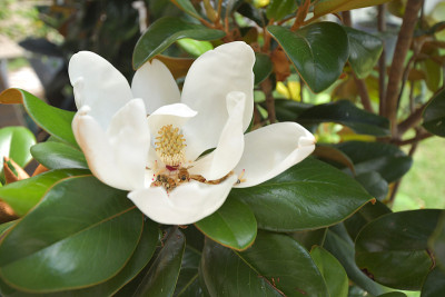 泰迪熊木兰花里的蜜蜂