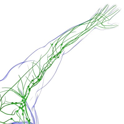 人体淋巴结解剖用于医学概念3D渲染