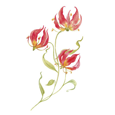水彩向量桂花
