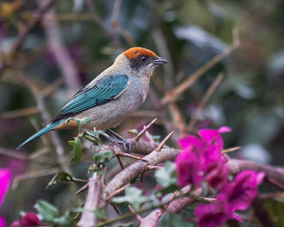 Stilpnia vitriolina - Scrub tanager。附近有一只哥伦比亚特有的鸟栖