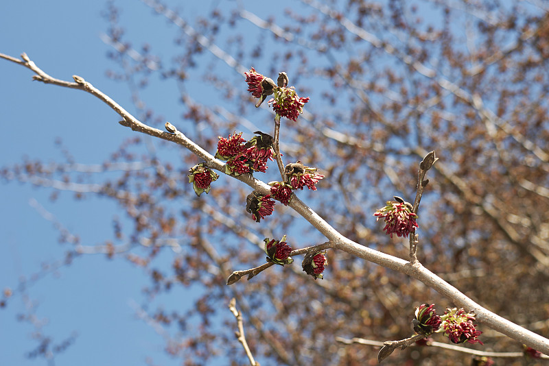 Parrotia persica