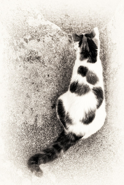 在岩石上模仿猫