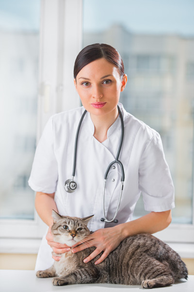 兽医在诊所安抚一只猫