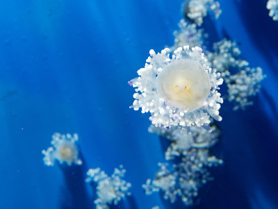 水族馆水母的细节