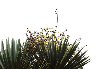 大加纳利岛的植物群-大加纳利岛龙树