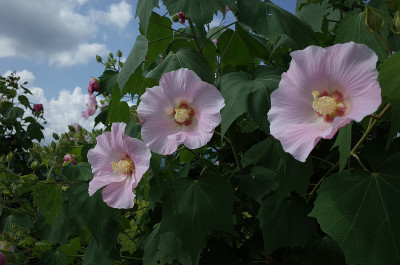 棉花Rosemallow