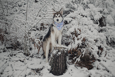 阿拉斯加雪橇犬在冬季的风景