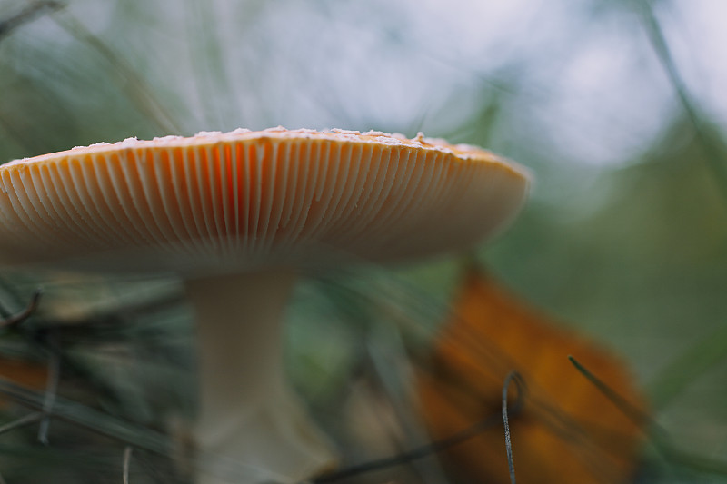 鹅膏菌的特写秋天的森林