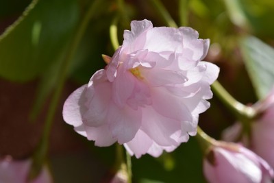 开花的幼苗和花