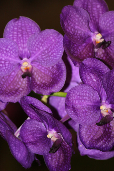 兰花的花