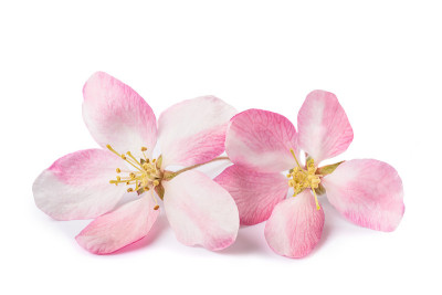苹果公司花