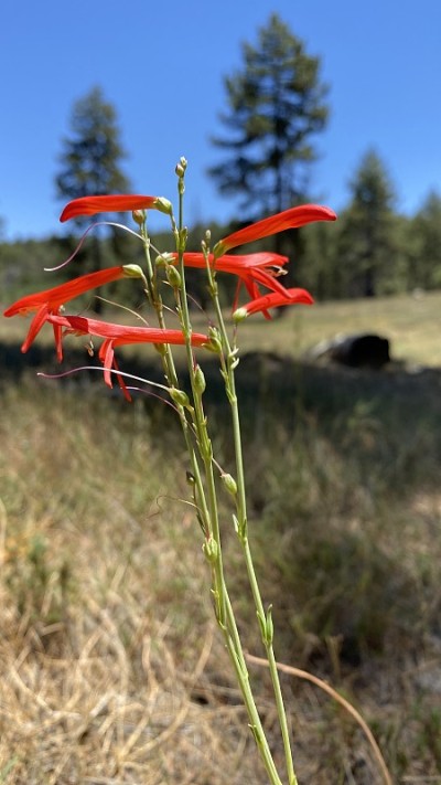 红色和精致的金色胡须penstemon花在阳光下/胡须唇penstemon / penstemon 