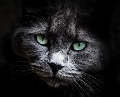 猫的脸特写肖像