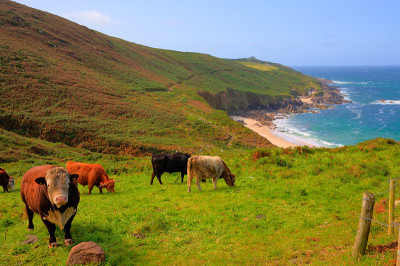 康沃尔海岸和乡村的Portheras Cove Cornwall和奶牛