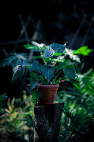 花园里有红花盆的海芋。海芋股票照片。