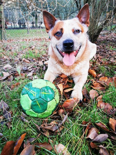 澳洲牧牛犬