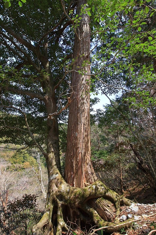 生长在柏树上的山沼(奎石山)