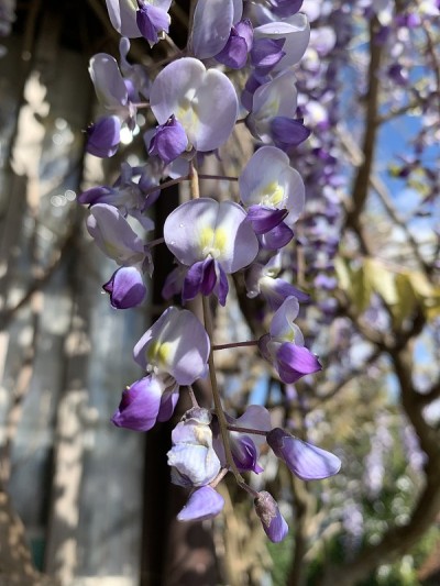 开花