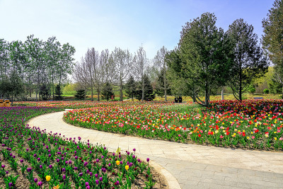 中国北京国际花卉港，郁金香盛开。国际花港五彩缤纷的花坛