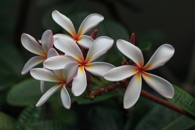 鸡蛋花