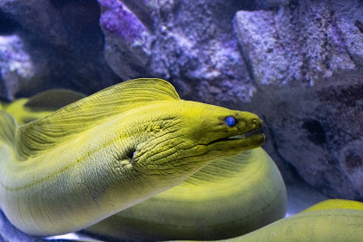 水族馆里的海鳗(Muraena)