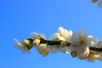 梅，花，春，花，节日，乡村，