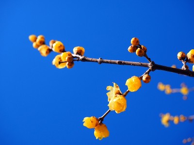 Chimonanthus praecox，日语叫Roubai