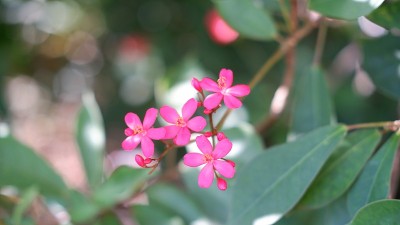 麻风树整型花
