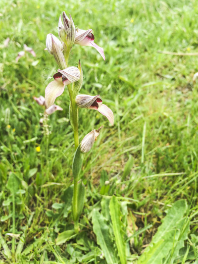 Tongue-orchid
