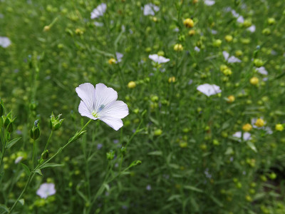 漂亮的小花