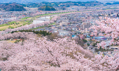 樱花