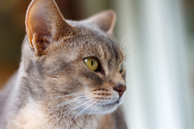 阿比西尼亚猫向窗外看