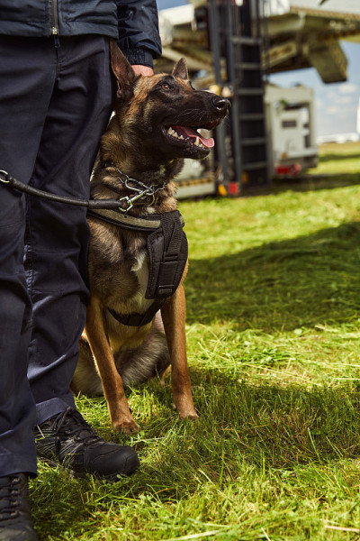 保安警犬在机场值班