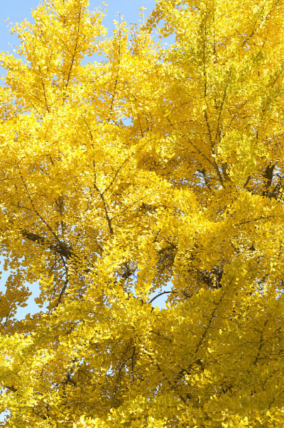Mido-Ginkgo biloba