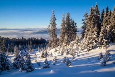 冰冻的针叶林和冷杉树覆盖在滑雪胜地Kvitfjell