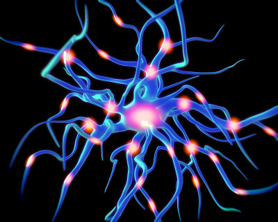 nerve cell or neurons