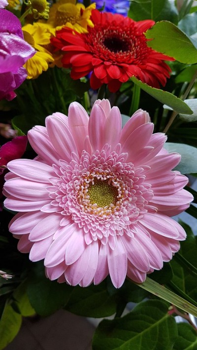 近距离的绯红非洲菊花