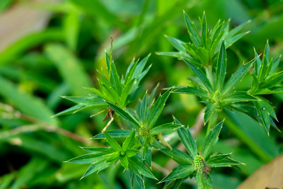 墨西哥香菜或乌梅属植物