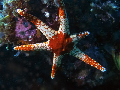 薄荷海星(弗洛米亚·莫尼里斯)
