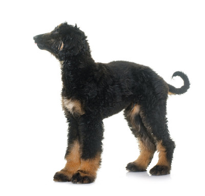 阿富汗猎犬小狗