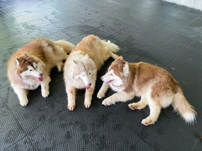 农场里的西伯利亚哈士奇