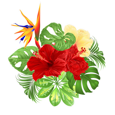 花束与热带花卉，花卉安排与鹤桐和红、黄的木槿棕榈树，philodendron和Schefflera和