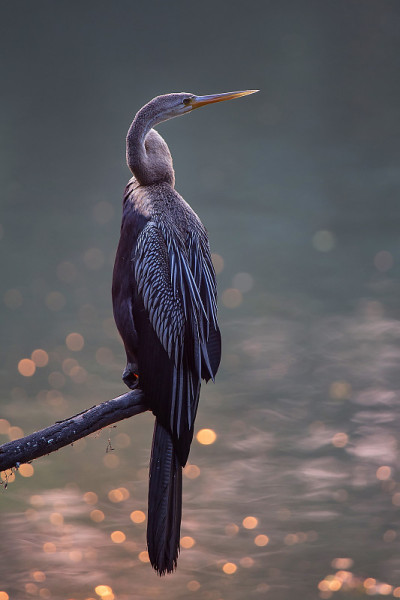 东方飞镖(Anhinga melanogaster)坐在Keoladeo加纳国家公园的一棵树上，Bh