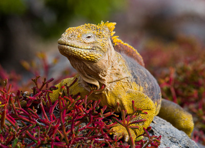 The land iguana sitting on the rocks.